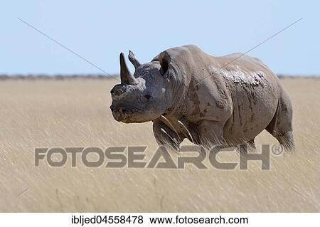 Black rhinoceros (Diceros bicornis) with a single horn and torn ears, standing in dry grass, attentive, Etosha National Park, Namibia, Africa View Large Photo Image Stock Photo - Black rhinoceros (Diceros bicornis) with a single horn and torn ears, standing in dry grass, attentive, Etosha National Park, Namibia, Africa. Fotosearch