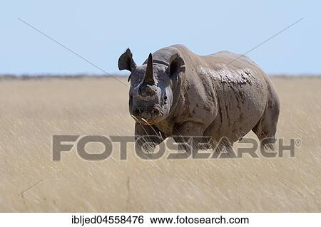 Stock Photograph - Black rhinoceros (Diceros bicornis) with a single horn and torn ears, standing in dry grass, attentive, Etosha National Park, Namibia, Africa. Fotosearch