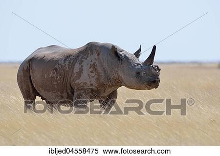 Black rhinoceros (Diceros bicornis) with a single horn, standing in dry grass, attentive, Etosha National Park, Namibia, Africa View Large Photo Image Stock Photography - Black rhinoceros (Diceros bicornis) with a single horn, standing in dry grass, attentive, Etosha National Park, Namibia, Africa. Fotosearch