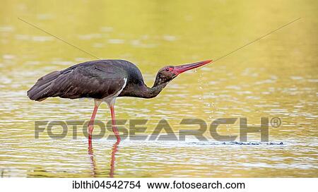 Black stork (Ciconia nigra), searching for food in the Elbe, Biosphere Reserve Mittellelbe, Saxony-Anhalt, Germany, Europe View Large Photo Image Picture - Black stork (Ciconia nigra), searching for food in the Elbe, Biosphere Reserve Mittellelbe, Saxony-Anhalt, Germany, Europe. Fotosearch