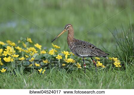 Stock Photo - Black-tailed godwit (Limestone limosa) in meadow with marsh marigold (Caltha palustris), Dümmer-See, Mecklenburg-Western Pomerania, Germany, Europe. Fotosearch