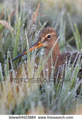 Picture - Black-tailed godwit (Limosa limosa) in meadow with dew, Lake Dümmersee, Mecklenburg-Western Pomerania, Deuschland. Fotosearch