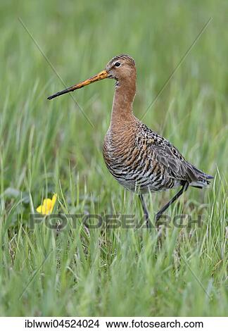 Picture - Black-tailed godwit (Limosa limosa) in meadow, Dümmer-See, Mecklenburg-Western Pomerania, Germany, Europe. Fotosearch
