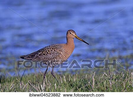 Stock Image - Black-tailed godwit (Limosa limosa) in a wet meadow, Lake Dümmersee, Mecklenburg-Western Pomerania, Germany, Europe. Fotosearch