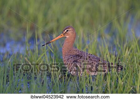 Stock Image - Black-tailed godwit (Limosa limosa) in meadow, Lake Dümmer See, Mecklenburg-Western Pomerania, Germany, Europe. Fotosearch