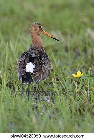 Black-tailed godwit (Limosa limosa) in meadow, Lake Dümmer See, Mecklenburg-Western Pomerania, Germany, Europe View Large Photo Image Stock Image - Black-tailed godwit (Limosa limosa) in meadow, Lake Dümmer See, Mecklenburg-Western Pomerania, Germany, Europe. Fotosearch