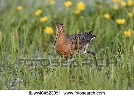 Black-tailed godwit (Limosa limosa) in wet meadow, Lake Dümmer See, Mecklenburg-Western Pomerania, Germany, Europe View Large Photo Image Stock Image - Black-tailed godwit (Limosa limosa) in wet meadow, Lake Dümmer See, Mecklenburg-Western Pomerania, Germany, Europe. Fotosearch