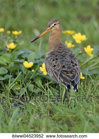 Black-tailed godwit (Limosa limosa) in wet meadow, Lake Dümmer See, Mecklenburg-Western Pomerania, Germany, Europe View Large Photo Image Stock Image - Black-tailed godwit (Limosa limosa) in wet meadow, Lake Dümmer See, Mecklenburg-Western Pomerania, Germany, Europe. Fotosearch