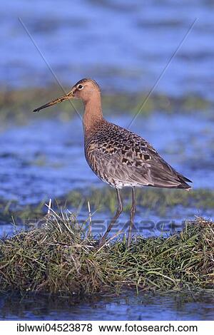 Stock Photo - Black-tailed godwit (Limosa limosa) in a wet meadow, Lake Dümmersee, Mecklenburg-Western Pomerania, Germany, Europe. Fotosearch