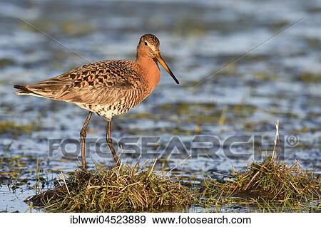 Black-tailed godwit (Limosa limosa) in a wet meadow, Lake Dümmersee, Mecklenburg-Western Pomerania, Germany, Europe View Large Photo Image Stock Photo - Black-tailed godwit (Limosa limosa) in a wet meadow, Lake Dümmersee, Mecklenburg-Western Pomerania, Germany, Europe. Fotosearch