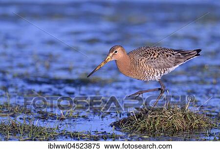 Black-tailed godwit (Limosa limosa) in a wet meadow, Lake Dümmersee, Mecklenburg-Western Pomerania, Germany, Europe View Large Photo Image Stock Photography - Black-tailed godwit (Limosa limosa) in a wet meadow, Lake Dümmersee, Mecklenburg-Western Pomerania, Germany, Europe. Fotosearch