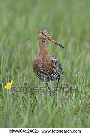 Black-tailed godwit (Limosa limosa) in meadow, Dümmer-See, Mecklenburg-Western Pomerania, Germany, Europe View Large Photo Image Stock Photography - Black-tailed godwit (Limosa limosa) in meadow, Dümmer-See, Mecklenburg-Western Pomerania, Germany, Europe. Fotosearch
