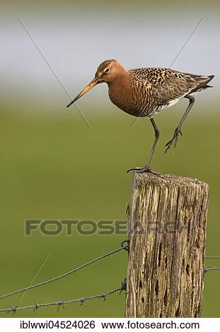 Stock Photograph - Black-tailed godwit (Limosa limosa) on a post, Dümmer-See, Mecklenburg-Western Pomerania, Germany, Europe. Fotosearch