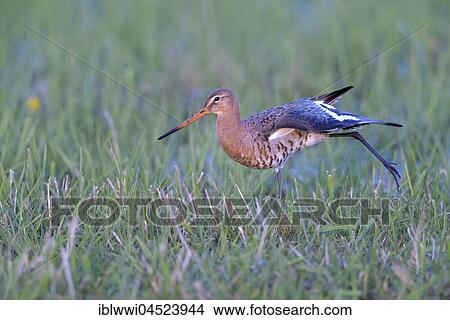 Picture - Black-tailed godwit (Limosa limosa) spreading wings in wet meadow, Lake Dümmer See, Mecklenburg-Western Pomerania, Germany, Europe. Fotosearch