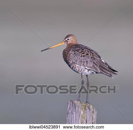 Black-tailed godwit (Limosa limosa) standing on post, Natural Park Dümmer, Mecklenburg-Western Pomerania, Deuschland View Large Photo Image Stock Image - Black-tailed godwit (Limosa limosa) standing on post, Natural Park Dümmer, Mecklenburg-Western Pomerania, Deuschland. Fotosearch