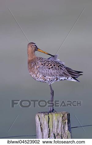 Black-tailed godwit (Limosa limosa) standing on post, Natural Park Dümmer, Mecklenburg-Western Pomerania, Deuschland View Large Photo Image Stock Image - Black-tailed godwit (Limosa limosa) standing on post, Natural Park Dümmer, Mecklenburg-Western Pomerania, Deuschland. Fotosearch