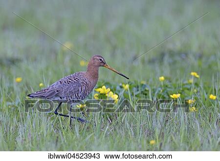 Stock Image - Black-tailed godwit (Limosa limosa) walking in meadow with marsh marigold, Lake Dümmer See, Mecklenburg-Western Pomerania, Germany, Europe. Fotosearch