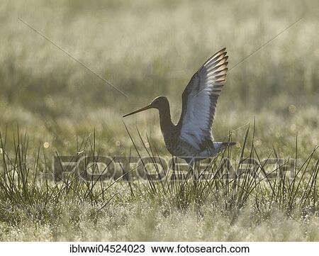 Stock Image - Black-tailed godwit (Limosa limosa), backlit, in meadow, Dümmer-See, Mecklenburg-Western Pomerania, Germany, Europe. Fotosearch
