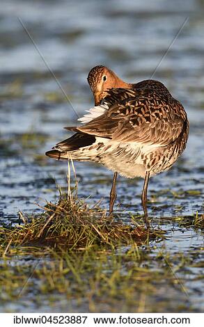 Black-tailed godwit (Limosa limosa), plumage care, Lake Dümmersee, Mecklenburg-Western Pomerania, Deuschland View Large Photo Image Stock Photo - Black-tailed godwit (Limosa limosa), plumage care, Lake Dümmersee, Mecklenburg-Western Pomerania, Deuschland. Fotosearch