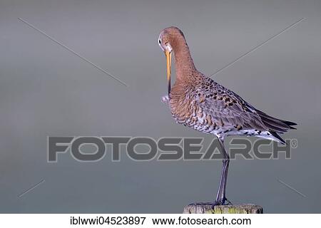 Black-tailed godwit (Limosa limosa) standing on post, Natural Park Dümmer, Mecklenburg-Western Pomerania, Deuschland View Large Photo Image Stock Photo - Black-tailed godwit (Limosa limosa) standing on post, Natural Park Dümmer, Mecklenburg-Western Pomerania, Deuschland. Fotosearch