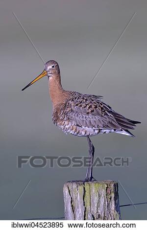 Stock Photography - Black-tailed godwit (Limosa limosa) standing on post, Natural Park Dümmer, Mecklenburg-Western Pomerania, Deuschland. Fotosearch