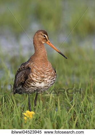 Stock Photography - Black-tailed godwit (Limosa limosa) standing in meadow, Lake Dümmer See, Mecklenburg-Western Pomerania, Germany, Europe. Fotosearch