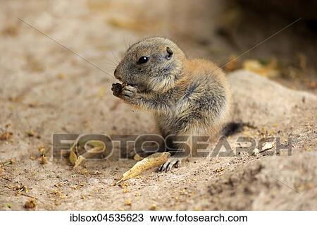 Stock Image - Black-tailed prairie dog, (Cynomys ludovicianus), young animal feeding, Occurrence North America. Fotosearch