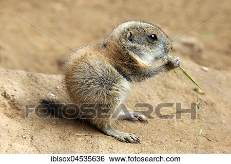 Stock Photograph - Black-tailed prairie dog, (Cynomys ludovicianus), young animal feeding, Occurrence North America. Fotosearch