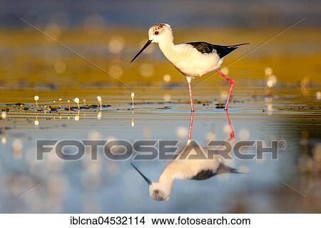 Picture - Black-winged stilt (Himantopus himantopus), common water-crowfoot (Ranunculus aquatilis), walking through shallow water, Spain, Europe. Fotosearch