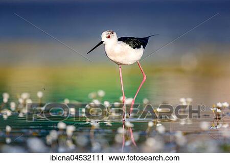 Black-winged stilt (Himantopus himantopus), common water-crowfoot (Ranunculus aquatilis), walking through shallow water, Spain, Europe View Large Photo Image Stock Image - Black-winged stilt (Himantopus himantopus), common water-crowfoot (Ranunculus aquatilis), walking through shallow water, Spain, Europe. Fotosearch