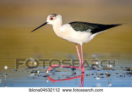 Stock Image - Black-winged stilt (Himantopus himantopus), common water-crowfoot (Ranunculus aquatilis), walking through shallow water, Spain, Europe. Fotosearch