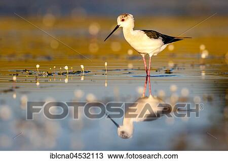Stock Image - Black-winged stilt (Himantopus himantopus), common water-crowfoot (Ranunculus aquatilis), standing in shallow water, Spain, Europe. Fotosearch
