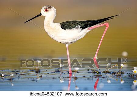 Stock Photo - Black-winged stilt (Himantopus himantopus), common water-crowfoot (Ranunculus aquatilis), walking through shallow water, Spain, Europe. Fotosearch
