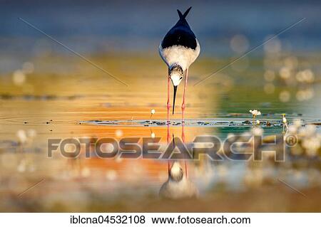 Stock Photo - Black-winged stilt (Himantopus himantopus), common water-crowfoot (Ranunculus aquatilis), in shallow water, foraging, Spain, Europe. Fotosearch