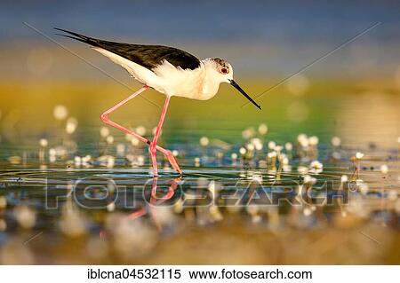 Stock Photography - Black-winged stilt (Himantopus himantopus), common water-crowfoot (Ranunculus aquatilis), walking through shallow water, Spain, Europe. Fotosearch