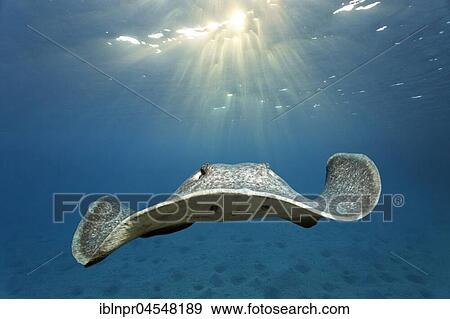 Stock Photo - Blackspotted stingray (Taeniura meyeni), swimming over sandy ground, backlit by sun, Great Barrier Reef, UNESCO, World Natural Heritage, Queensland, Cairns, Australia, Pacific Ocean, Oceania. Fotosearch