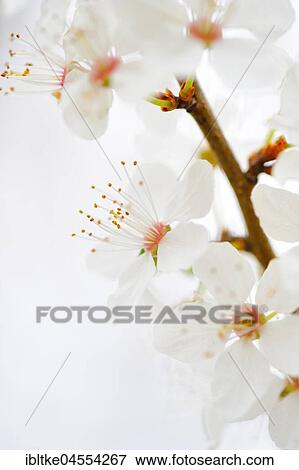 Blooming Blackthorn (Prunus spinosa), branch with blossoms, Baden-Württemberg, Germany, Europe View Large Photo Image Stock Photo - Blooming Blackthorn (Prunus spinosa), branch with blossoms, Baden-Württemberg, Germany, Europe. Fotosearch