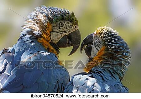 Blue and yellow macaws (Ara ararauna), captive View Large Photo Image Picture - Blue and yellow macaws (Ara ararauna), captive. Fotosearch