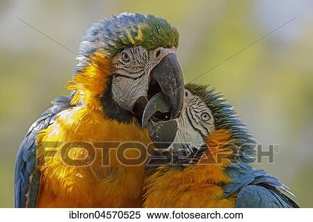 Stock Photography - Blue and yellow macaws (Ara ararauna), beaking, captive. Fotosearch