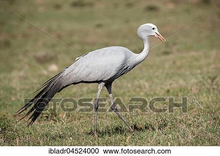 Stock Image - Blue crane (Anthropoides paradisea), Addo Elephant National Park, Eastern Cape, South Africa, Africa. Fotosearch