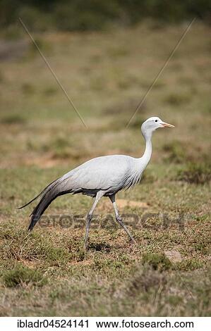 Blue crane (Anthropoides paradisea), Addo Elephant National Park, Eastern Cape, South Africa, Africa View Large Photo Image Stock Image - Blue crane (Anthropoides paradisea), Addo Elephant National Park, Eastern Cape, South Africa, Africa. Fotosearch