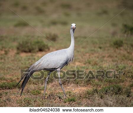 Blue crane (Anthropoides paradisea), Addo Elephant National Park, Eastern Cape, South Africa, Africa View Large Photo Image Stock Photo - Blue crane (Anthropoides paradisea), Addo Elephant National Park, Eastern Cape, South Africa, Africa. Fotosearch