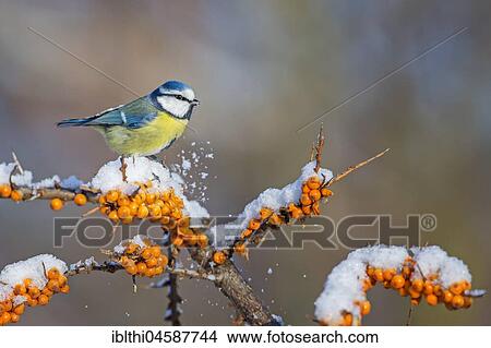 Blue tit (Blue tit) on branch with snow, Common sea-buckthorn (Hippophae rhamnoides), winter, frost, Central Elbe Biosphere Reserve, Saxony-Anhalt, Germany, Europe View Large Photo Image Picture - Blue tit (Blue tit) on branch with snow, Common sea-buckthorn (Hippophae rhamnoides), winter, frost, Central Elbe Biosphere Reserve, Saxony-Anhalt, Germany, Europe. Fotosearch