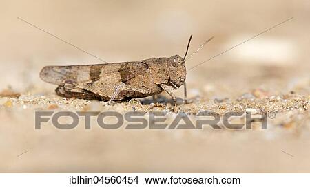 Blue-winged grasshopper (Oedipoda caerulescens), Middle Elbe Biosphere Reserve, Saxony-Anhalt, Germany, Europe View Large Photo Image Picture - Blue-winged grasshopper (Oedipoda caerulescens), Middle Elbe Biosphere Reserve, Saxony-Anhalt, Germany, Europe. Fotosearch