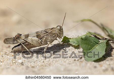 Stock Image - Blue-winged grasshopper (Oedipoda caerulescens), feeding, Middle Elbe Biosphere Reserve, Saxony-Anhalt, Germany, Europe. Fotosearch