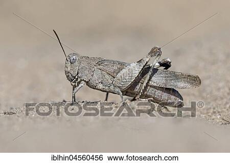 Blue-winged grasshopper (Oedipoda caerulescens), Middle Elbe Biosphere Reserve, Saxony-Anhalt, Germany, Europe View Large Photo Image Stock Photograph - Blue-winged grasshopper (Oedipoda caerulescens), Middle Elbe Biosphere Reserve, Saxony-Anhalt, Germany, Europe. Fotosearch