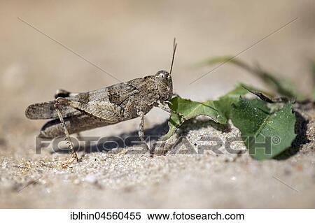 Stock Photography - Blue-winged grasshopper (Oedipoda caerulescens), feeding, Middle Elbe Biosphere Reserve, Saxony-Anhalt, Germany, Europe. Fotosearch