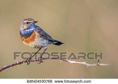 Bluethroat (Luscinia svecica) on branch, male, North Holland, Netherlands View Large Photo Image Stock Photograph - Bluethroat (Luscinia svecica) on branch, male, North Holland, Netherlands. Fotosearch
