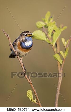 Bluethroat (Luscinia svecica) singing, courtship display, male, North Holland, Netherlands View Large Photo Image Picture - Bluethroat (Luscinia svecica) singing, courtship display, male, North Holland, Netherlands. Fotosearch