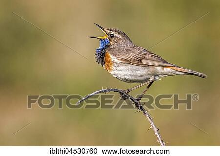 Bluethroat (Luscinia svecica) singing, courtship display, male, North Holland, Netherlands View Large Photo Image Stock Image - Bluethroat (Luscinia svecica) singing, courtship display, male, North Holland, Netherlands. Fotosearch